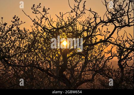 Wunderschöne Nahaufnahme am Abend mit Blick auf alte trockene Äste und Baumkronen im goldenen Sonnenlicht, Killiney Hill, Dublin, Irland. Atemberaubender Sonnenuntergang Stockfoto