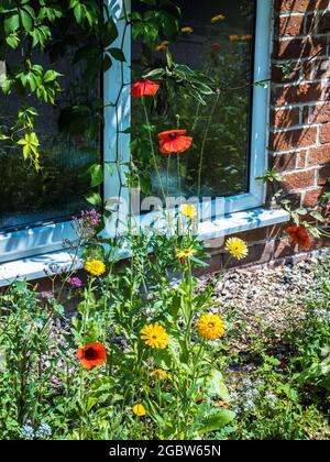 Mohnblumen und gelbe Gänseblümchen wachsen unter dem Fenster eines Landhauses. Stockfoto