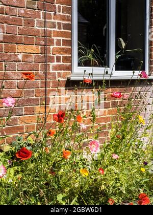 Mohnblumen wachsen unter dem Fenster eines Landhauses. Stockfoto