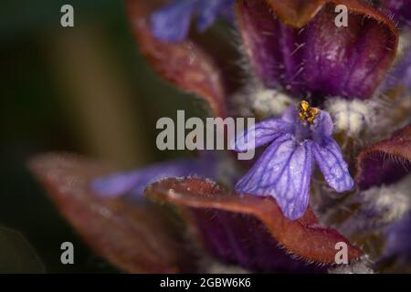 Nahaufnahme einer einzigen Blume der Bugle (Ajuga reptans), die im Norfolk-Wald bei Wayland wächst Stockfoto