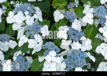 Hortensien „Magic Pillow“, blaue und weiße Lacecap-Hortensien in voller Blüte im Juli oder Sommer, Wiltshire, England, Großbritannien Stockfoto