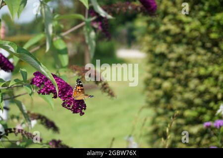 Selektive Fokusaufnahme eines Schmetterlings auf einer rosa Buddleia-Blume bei Tageslicht Stockfoto