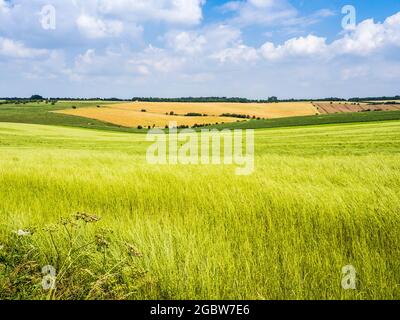 Fyfield Down in der Nähe von Marlborough in Wiltshire. Stockfoto