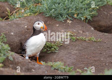 Aus seinem Nestbau auf den Farne-Inseln heraus entsteht dieser mit Schlamm bedeckte Erwachsenentausch (Fratercula arctica) Stockfoto