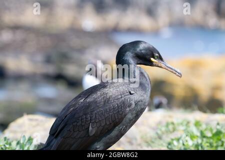 Ein europäischer Shag (Phalacrocorax aristotelis) sitzt an der mit Vögeln bedeckten felsigen Küste der Farne Islands in Northumberland, Großbritannien Stockfoto