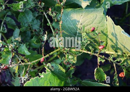 Colorado Kartoffelkäfer Larve auf Kartoffel im Feld. Ländliche Farm Hintergrund Stockfoto