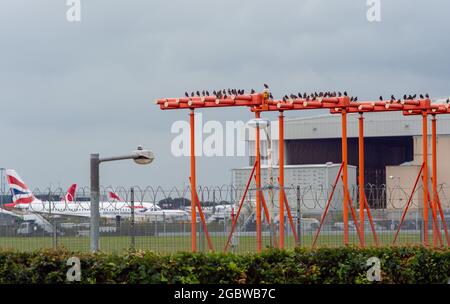 London, Großbritannien. 5. August 2021: Nach einem langweiligen Nachmittag und starken Regenschauern setzen sich Stare auf den Landebahn-Markierungen in London Heathrow Credit: Maureen McLean/Alamy Live News Stockfoto