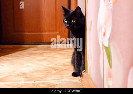 Eine schwarze Katze schaut aus der Wohnung um die Ecke. Stockfoto