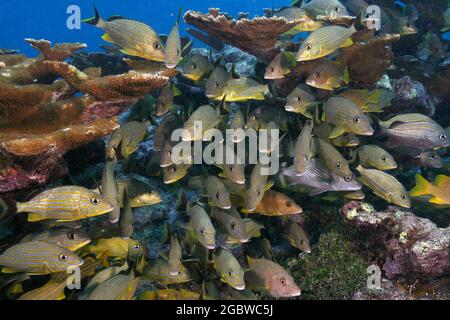 Bluestriped Grunzschule im Florida Keys National Marine Sanctuary Stockfoto