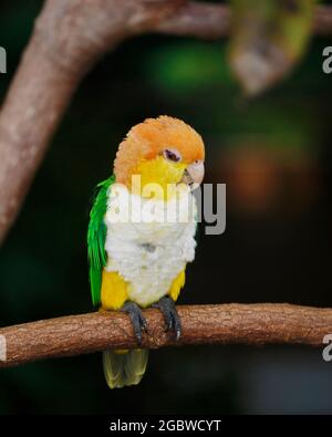 Der Grünbauchpapagei, auch bekannt als östlicher Weißbauchpapagei, ist eine Papageienart aus der Familie der Psittacidae Stockfoto