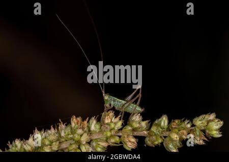 Kleine gemeine Wiese Katydid Nymphe der Tribe Conocephalini Stockfoto