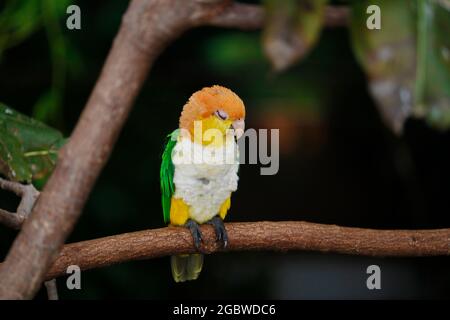 Der Grünbauchpapagei, auch bekannt als östlicher Weißbauchpapagei, ist eine Papageienart aus der Familie Psittacidae, die auf einem Baumzweig schläft Stockfoto