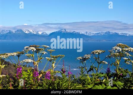 kachemak Bay, Sommeransicht - Alaska Stockfoto