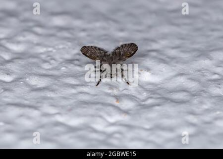 Badezimmer für Erwachsene Mottenmitt der Art Clogmia albipunctata Stockfoto