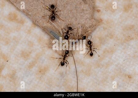 Erwachsene Großkopfansen der Gattung Pheidole, die auf einem kleinen typischen Blatttrichter der Unterfamilie Deltocephalinae pretieren Stockfoto