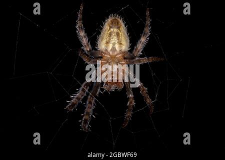 Kleiner typischer Orbweaver der Art Eriophora edax Stockfoto