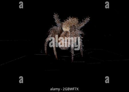 Kleiner typischer Orbweaver der Art Eriophora edax Stockfoto