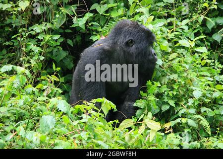 Nahaufnahme Porträt des bedrohten Erwachsenen Silverback Mountain Gorilla (Gorilla beringei beringei) Volcanoes National Park, Ruanda. Stockfoto