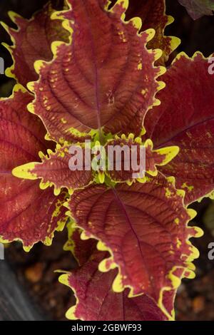 Coleus scutellarioides Pflanze im Garten Stockfoto