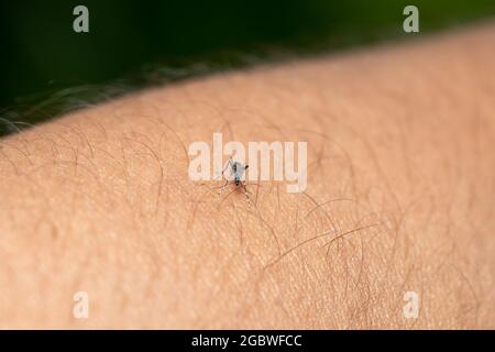 Asiatische Tigermücke (Aedes albopictus) Bissende Haut und Fütterung von menschlichem Blut Stockfoto