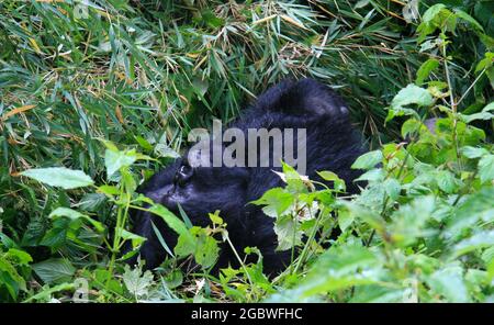 Nahaufnahme Porträt des bedrohten Erwachsenen Silverback Mountain Gorilla (Gorilla beringei beringei), der im Bambus-Vulkane-Nationalpark in Ruanda liegt. Stockfoto