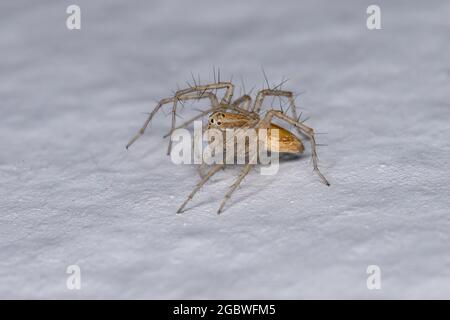 Gestreifte Luchs-Spinne der Gattung Oxyopes Stockfoto