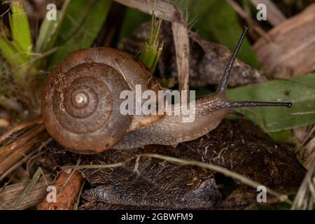 Asian Tramp Schnecke der Art Bradybaena similaris Stockfoto