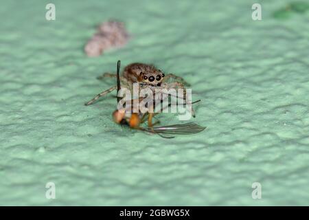 Kleine graue Wand springende Spinne der Art Menemerus bivittatus, die auf einer erwachsenen langbeinigen Fliege der Familie Dolichopodidae spielt Stockfoto