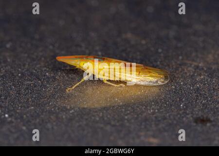 Erwachsener typischer Blatttrichter der Gattung Krocolidia Stockfoto