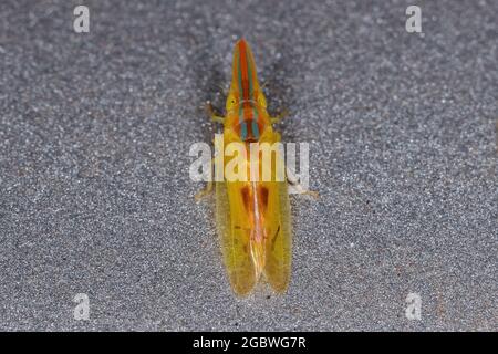 Erwachsener typischer Blatttrichter der Gattung Krocolidia Stockfoto