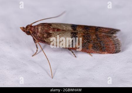 Indische Mahlzeit für Erwachsene Motte der Art Plodia interpunctella Stockfoto