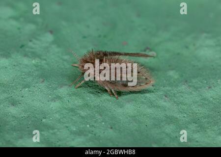 Erwachsene Motte Fliege der Unterfamilie Psychodinae Stockfoto