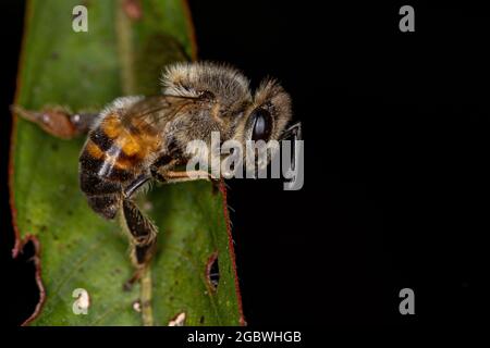 Ausgewachsene westliche Honigbiene der Art APIs mellifera Stockfoto