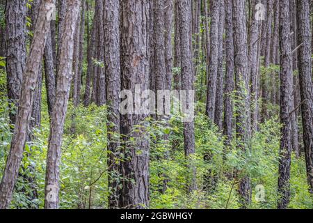 Nahaufnahme eines alten Kiefernwaldes, dicht bewaldet mit Büschen und anderen Pflanzen, die Hintergründe und Texturen umgeben Stockfoto