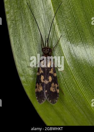 Katdischfliegeninsekt des Ordens Trichoptera Stockfoto