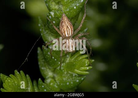 Gestreifte Luchs-Spinne der Art Oxyopes salticus Stockfoto