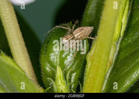 Gestreifte Luchs-Spinne der Art Oxyopes salticus Stockfoto