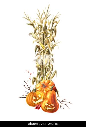 Herbstdeko aus getrockneten Maisstielen und Halloween Kürbissen. Handgezeichnete Aquarellillustration, isoliert auf weißem Hintergrund Stockfoto