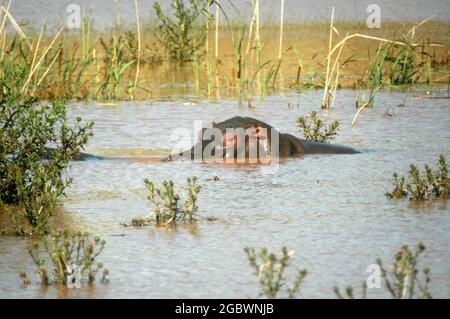 Hippopotamus, der aus einem Sumpf herausguckt Stockfoto