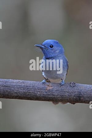 Schwarz-napter Monarch (Hypothymis azurea styani), erwachsenes Weibchen, das auf dem Zweig Kaeng Krachan, Thailand, thront Februar Stockfoto