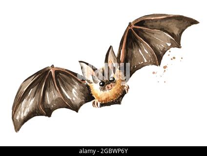 Fliegende Fledermaus. Handgezeichnete Aquarellillustration, isoliert auf weißem Hintergrund Stockfoto