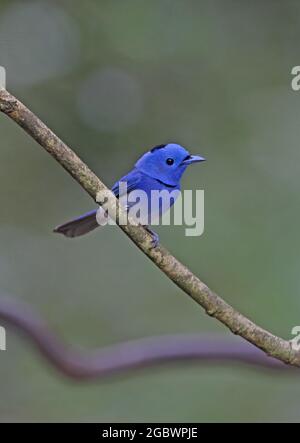 Schwarz napter Monarch (Hypothymis azurea styani) erwachsener Mann, der auf dem Zweig Kaeng Krachan in Thailand thront November Stockfoto