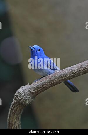 Schwarz napter Monarch (Hypothymis azurea styani) erwachsener Mann, der auf dem Zweig Kaeng Krachan in Thailand thront Mai Stockfoto