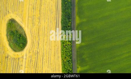 Grüne Maisfelder und Felder nach der Ernte mit runden Stapeln goldenem Stroh werden in vielen Rollen gesammelt. Landschaft Wiese mit Heuballen nach der Ernte. Stockfoto