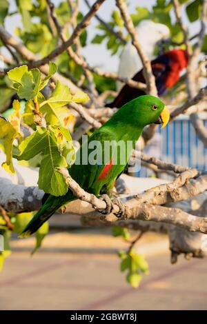 Portrait von hellgrünem Papagei auf dem Baum mit grünen Blättern. Stockfoto