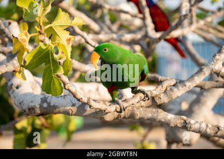 Portrait von hellgrünem Papagei auf dem Baum mit grünen Blättern. Stockfoto