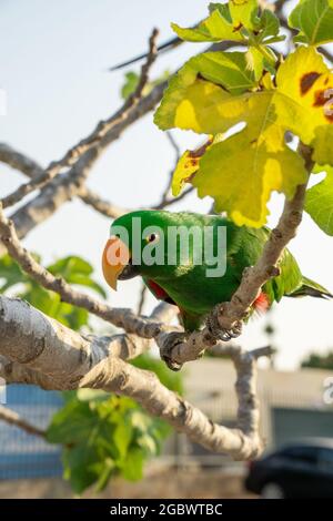 Portrait von hellgrünem Papagei auf dem Baum mit grünen Blättern. Stockfoto