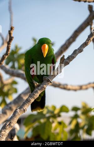 Portrait von hellgrünem Papagei auf dem Baum mit grünen Blättern. Stockfoto