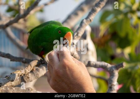 Fütterung grüner Papagei auf dem Baum mit grünen Blättern. Stockfoto