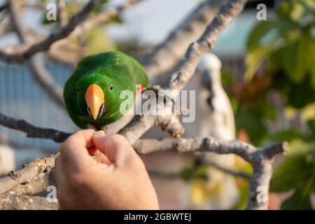 Fütterung grüner Papagei auf dem Baum mit grünen Blättern. Stockfoto